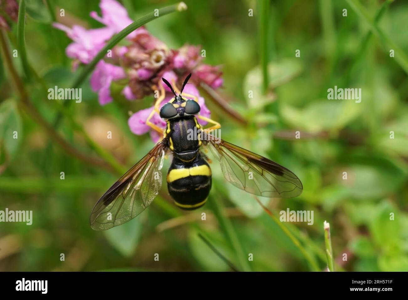 Natural closeup on a Two-banded Spearhorn, Chrysotoxum bicinctum feeding on a purple Thymus pulegioides flower Stock Photo