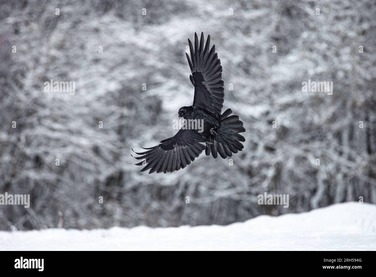 Flying black raven bird (Corvus corax) with open wings and rain bokeh, wildlife in nature Stock Photo