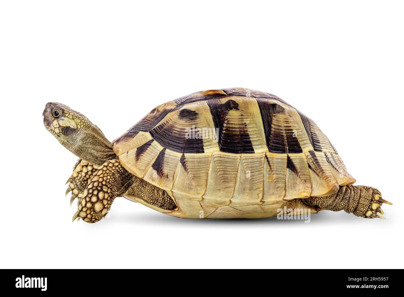 Turtle wildlife animal isolated on a white background with clipping ...