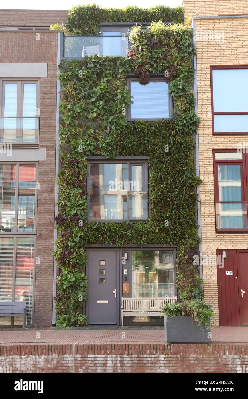 modern row house with green facade of more than 4000 plants in Graaf Floriskade, dutch city Delft by FARO Architects Stock Photo