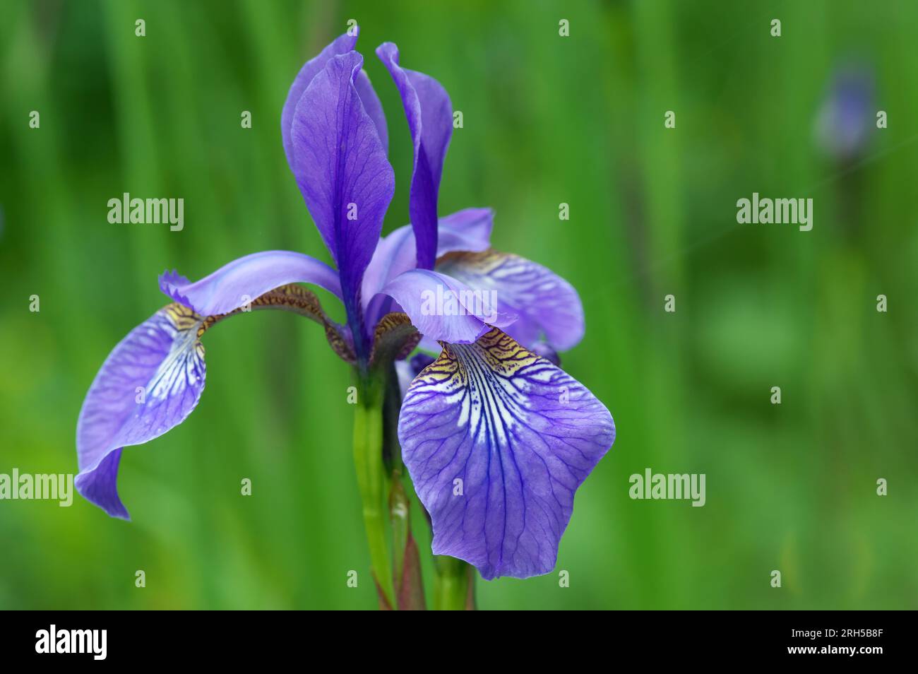 The Siberian iris is a rare and protected species of wildflowers. Red