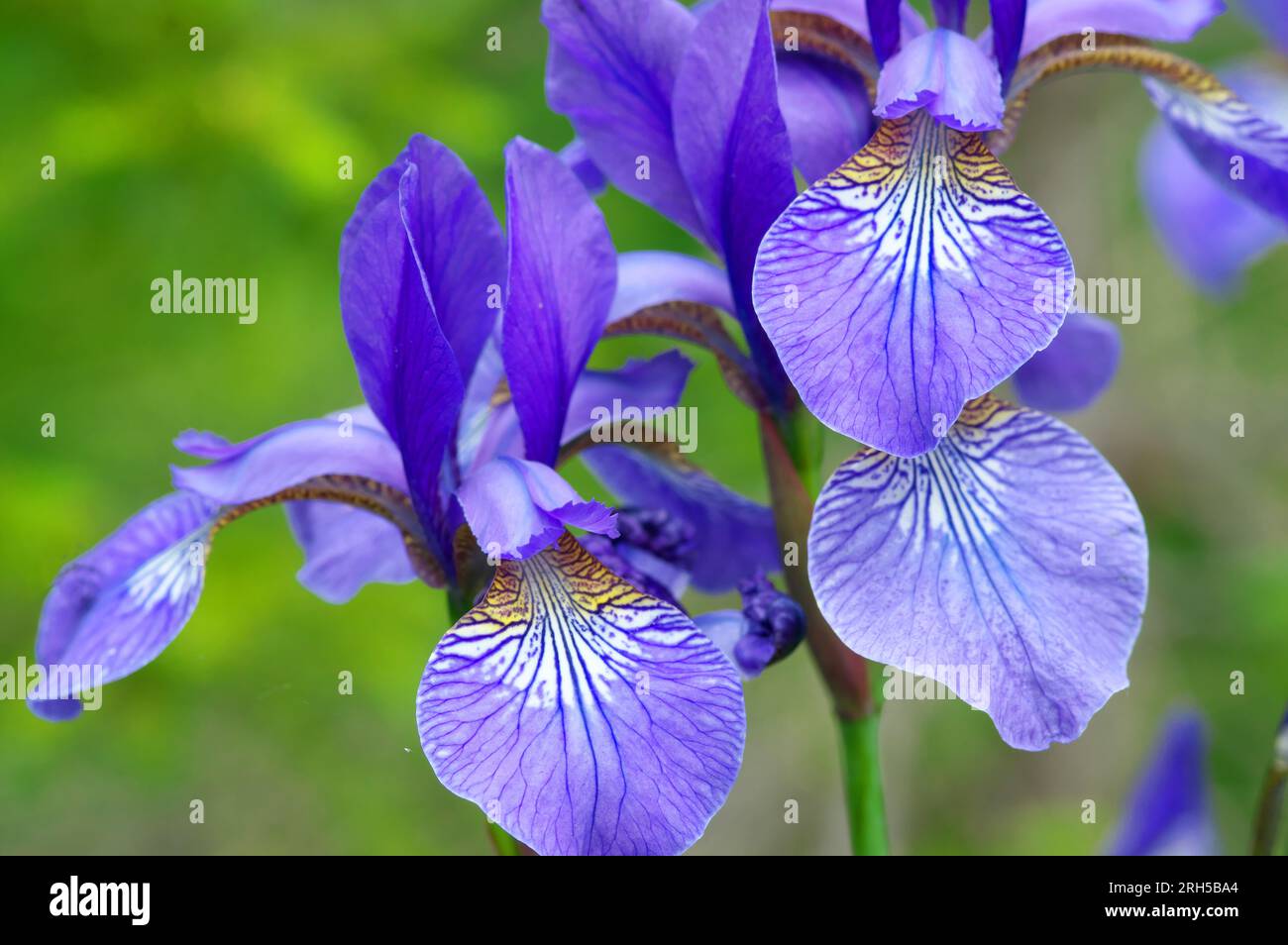 Wild Siberian irises in the Tyrol Alps. Protected and endangered ...