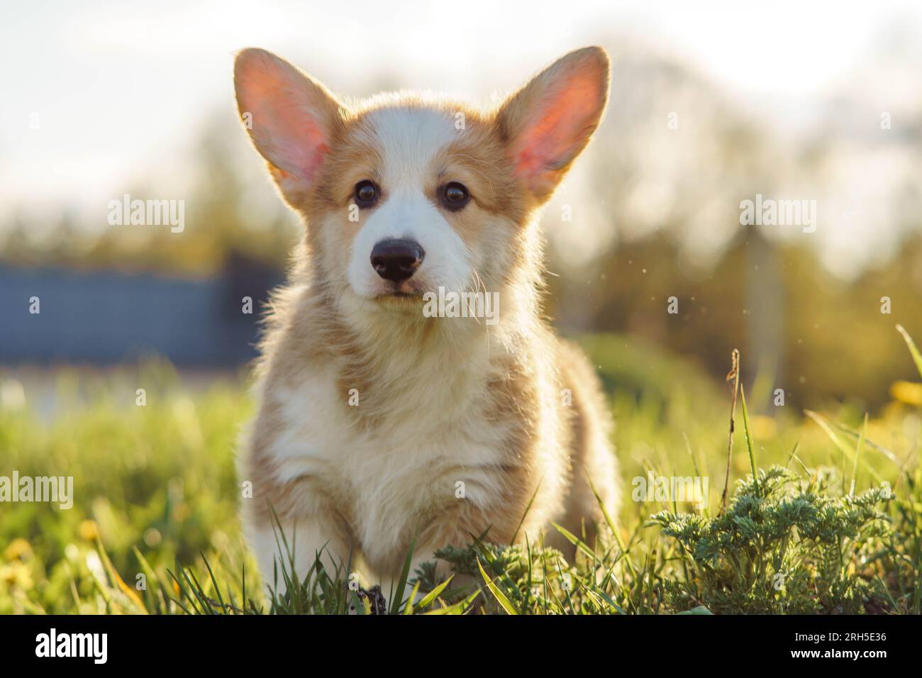 Red and best sale white corgi puppy