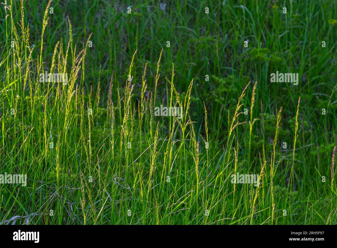 Lolium perenne or perennial ryegrass. Stock Photo