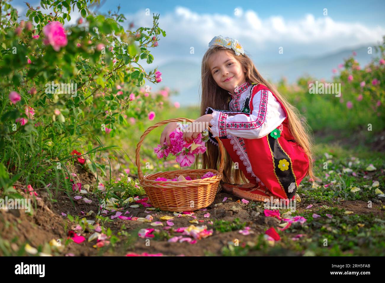 Bulgarian Rose Damascena field, Roses valley Kazanlak, Bulgaria. Girl in ethnic folklore clothing harvesting oil-bearing roses at sunrise. Stock Photo