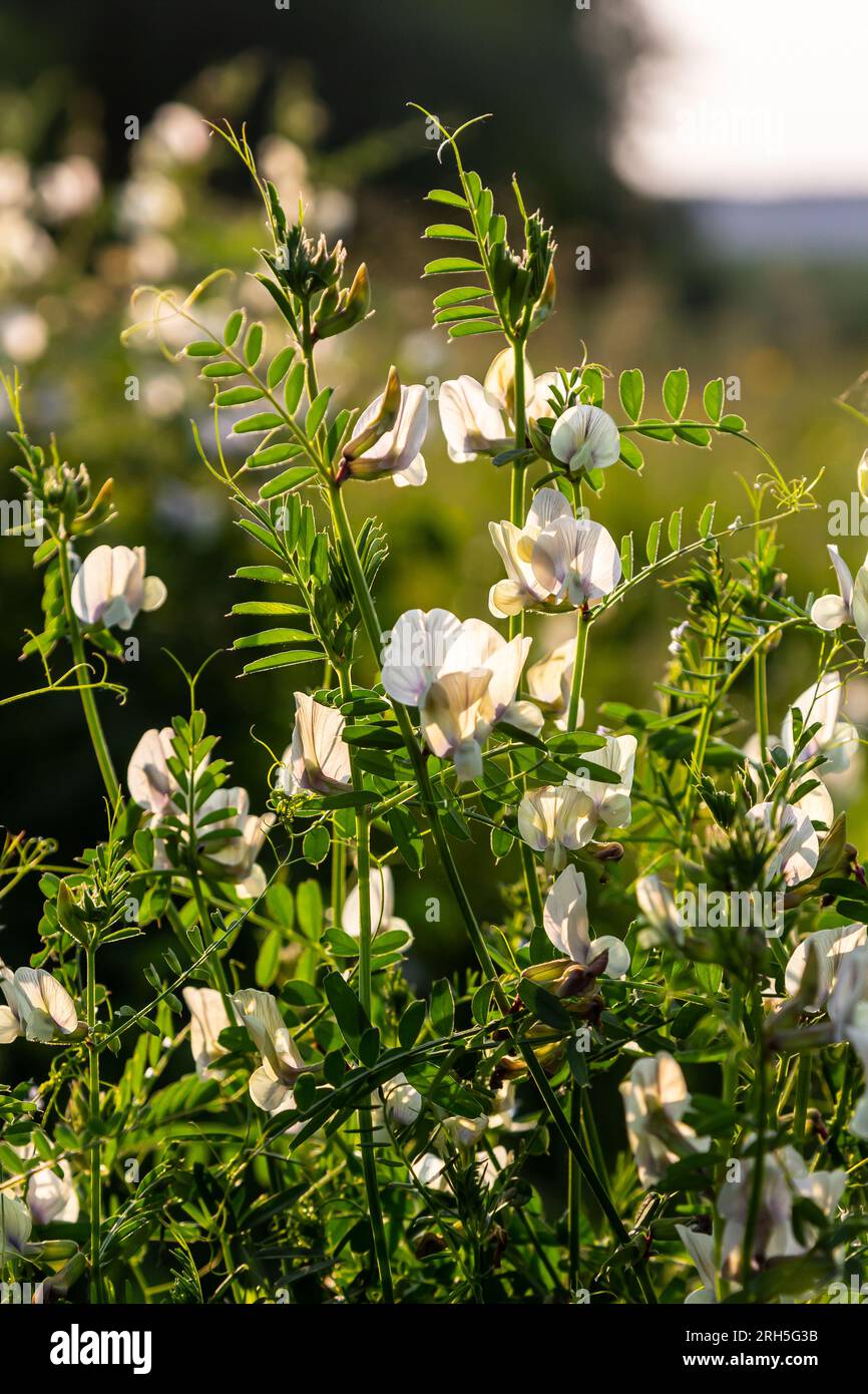 A large yellow vetch or big flower vetch. Vicia grandiflora. Wild plant shot in the spring. Stock Photo