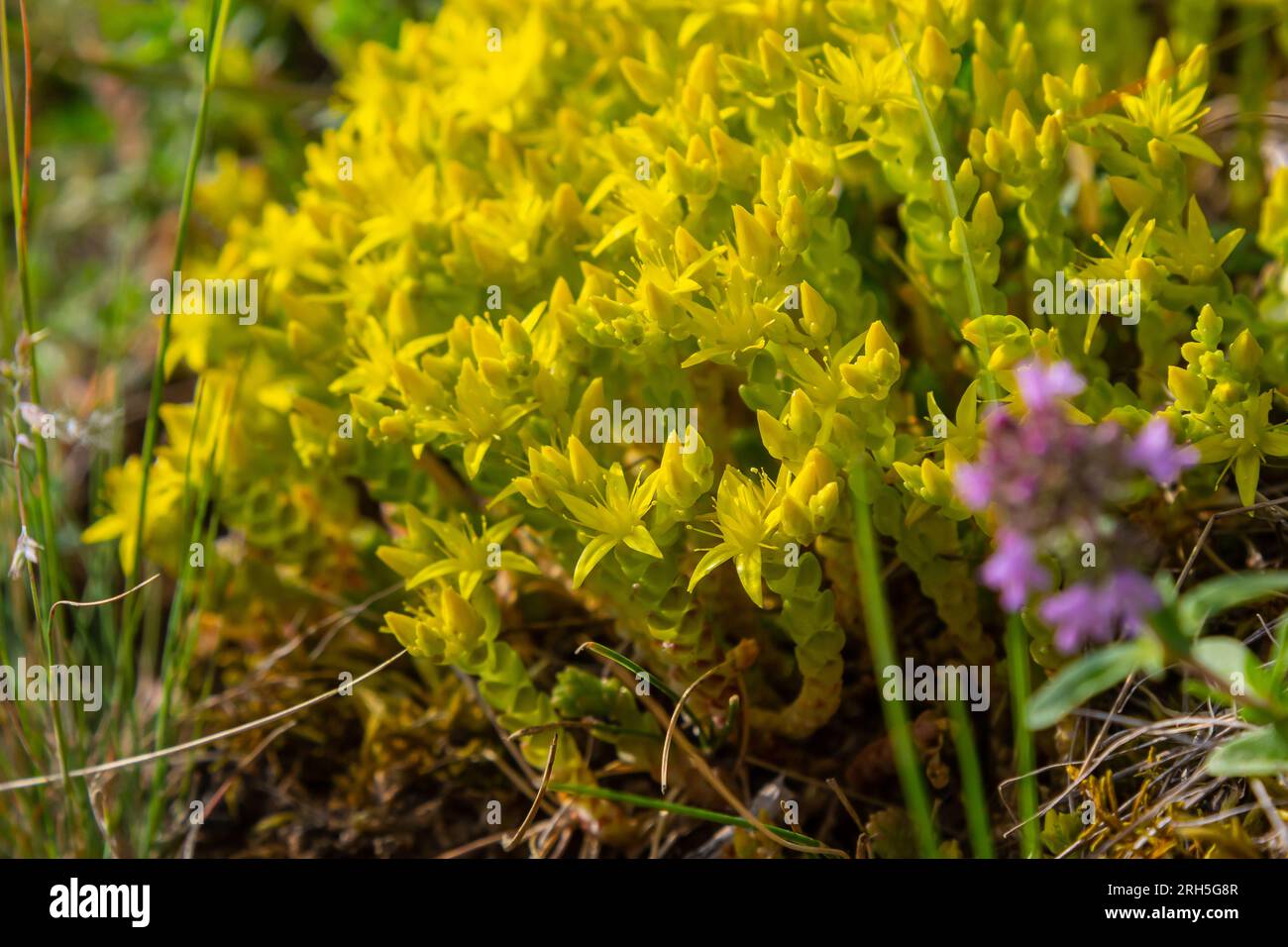 Sedum acre, Sedum album is the perennial herbaceous succulent plant with numerous rising stems covered with small thick leaves. Stock Photo