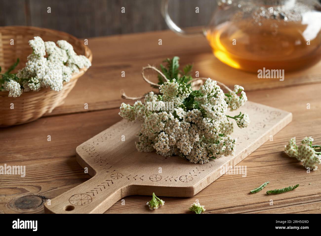 Blooming yarrow herb on a table indoors, with a kettle of herbal tea in the background Stock Photo