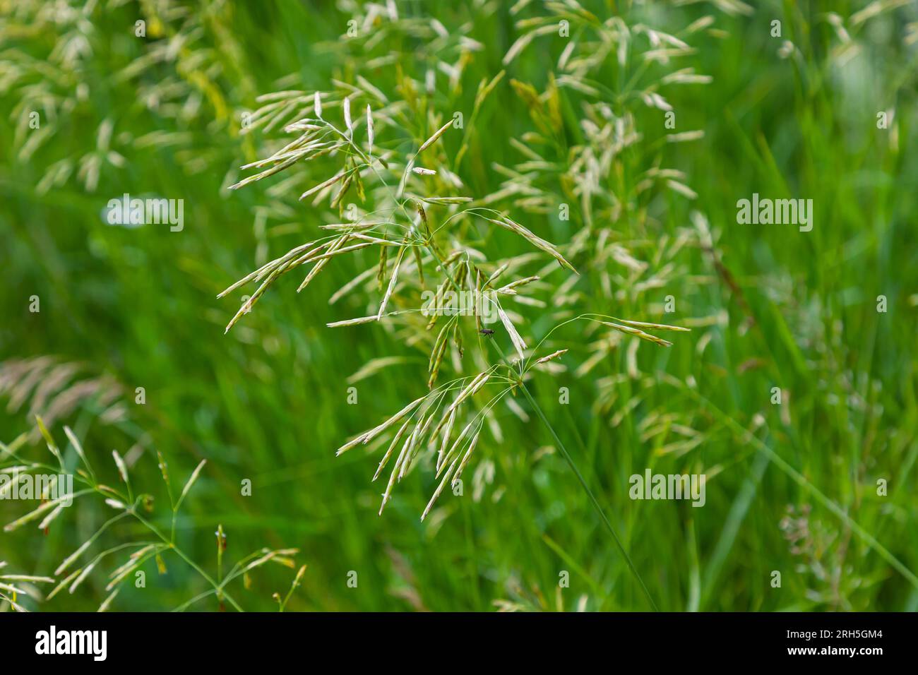 Cereal grass bromus grows in the wild. Stock Photo