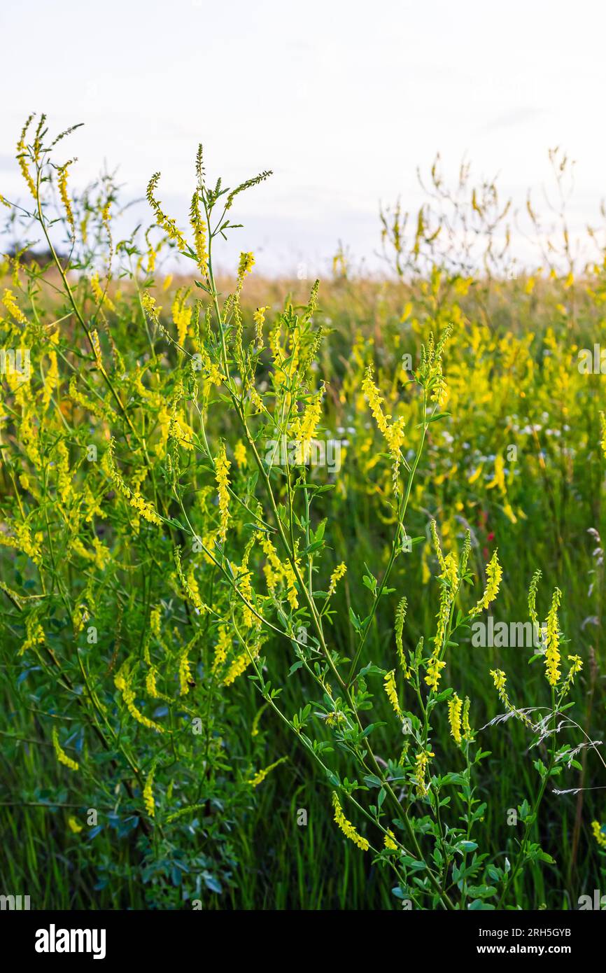 Flowers of Melilotus officinalis is on bright summer background. Blurred background of yellow - green. Shallow depth of field. Stock Photo