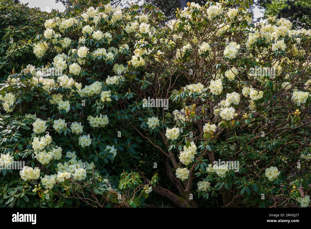 Rhododendron Roza Stevenson with blooming flowers in spring, flowering ...