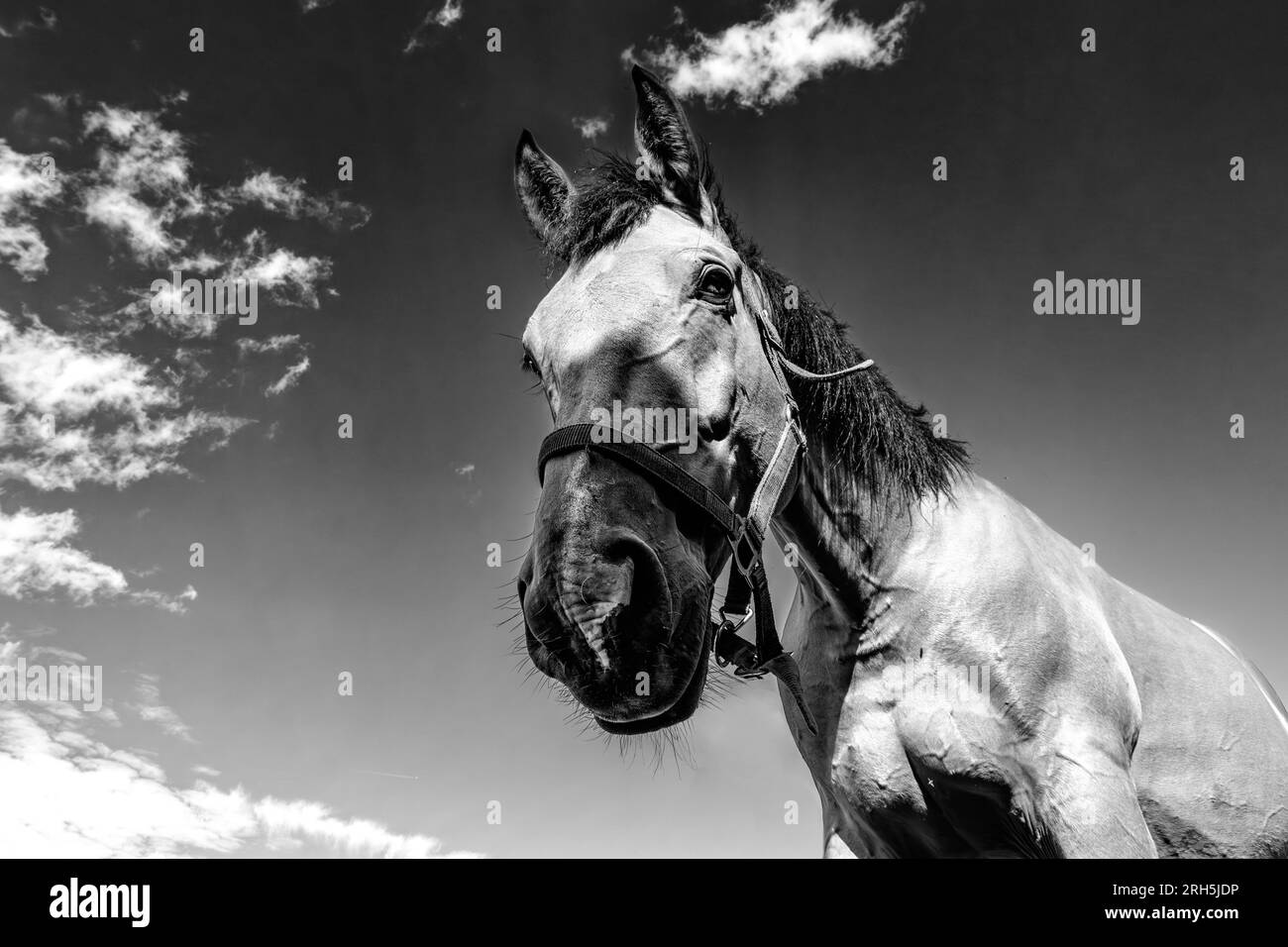 Closeup of an horse head in black and white Stock Photo Alamy
