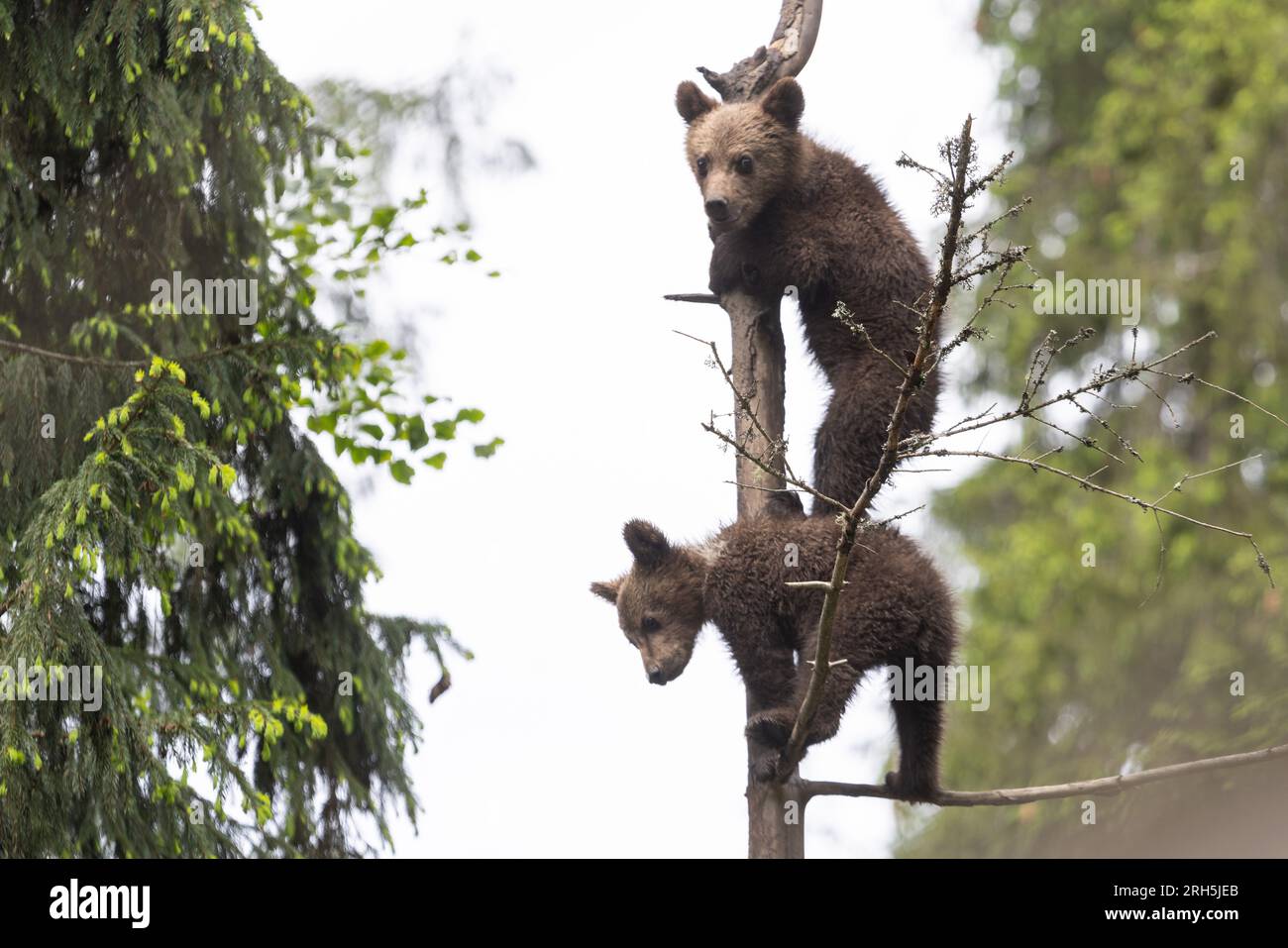 Brown bear baby cub siblings playing on a tree in the summer forest ...