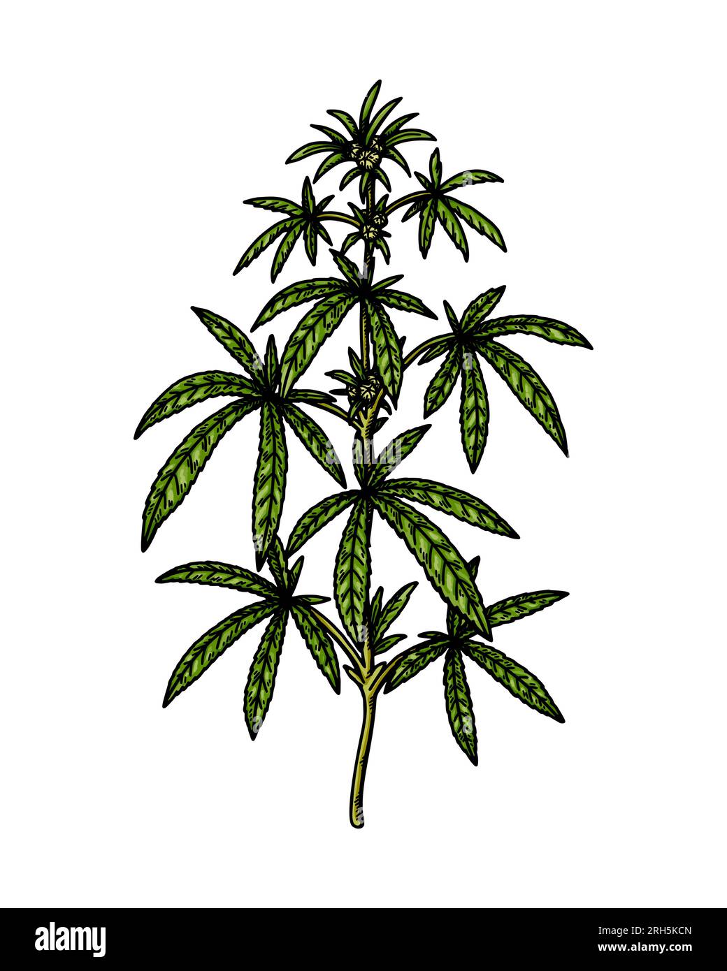 Cannabis branch sketch. Marijuana botanical drawing. Hand drawn realistic vector illustration Stock Vector