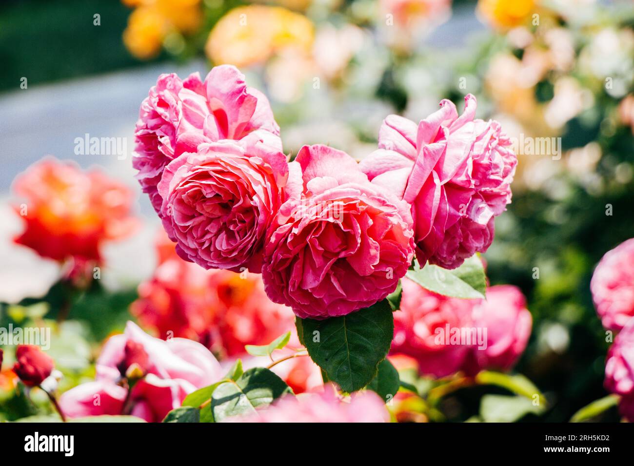 Garden roses heart hi-res stock photography and images - Alamy