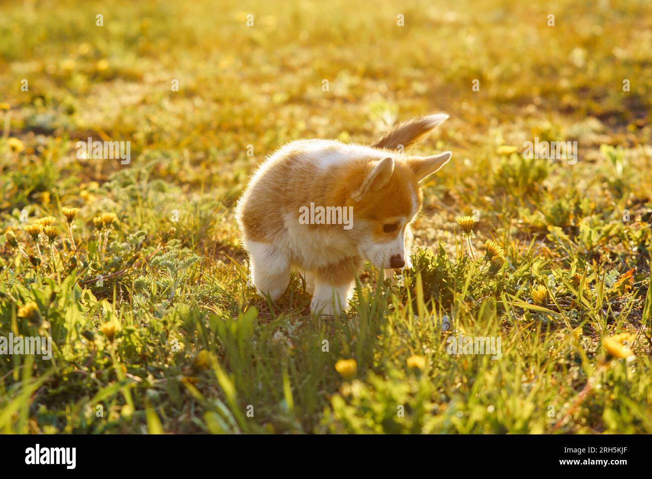 Corgi ar store