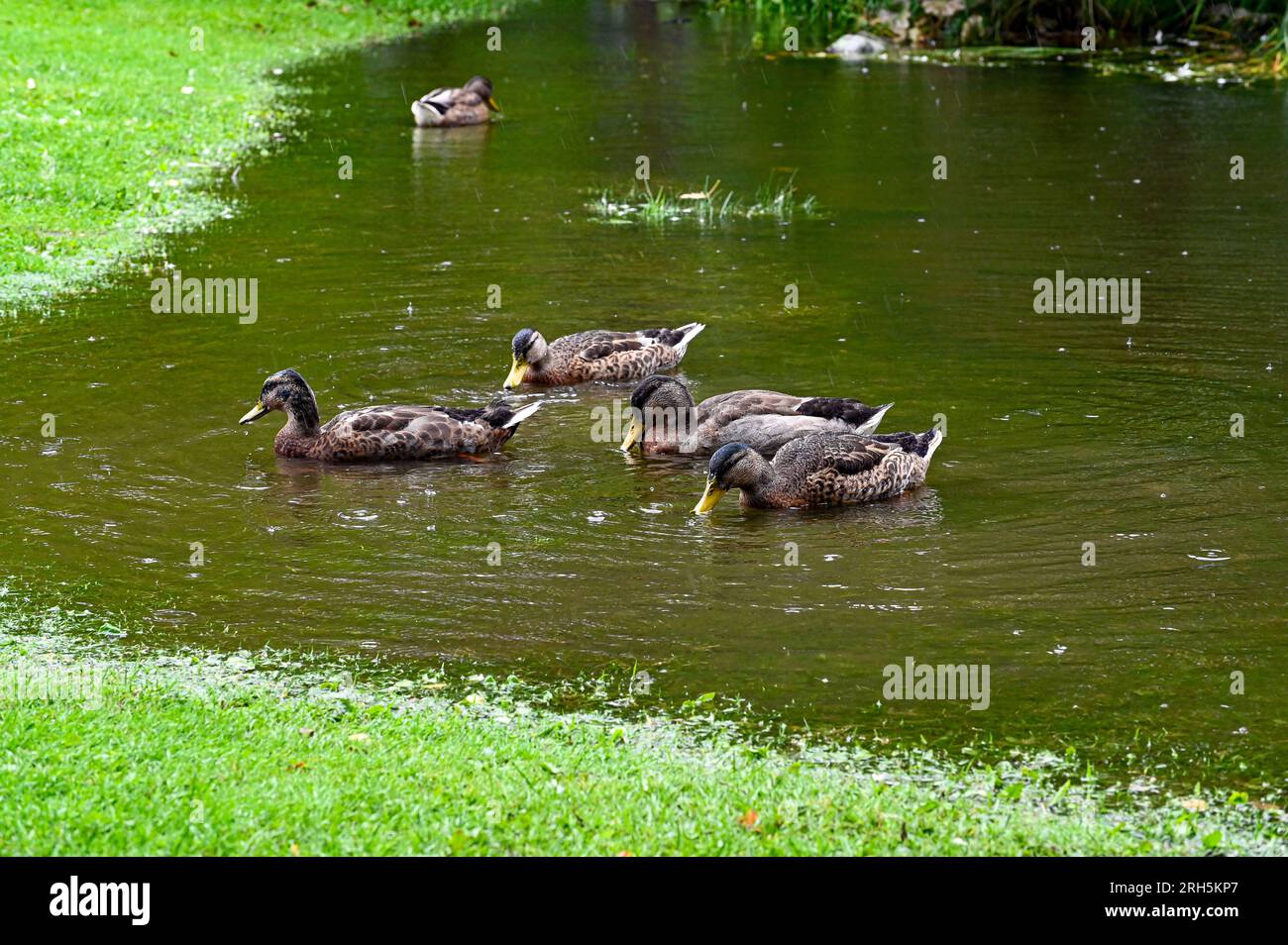 Small rain pond hi-res stock photography and images - Alamy