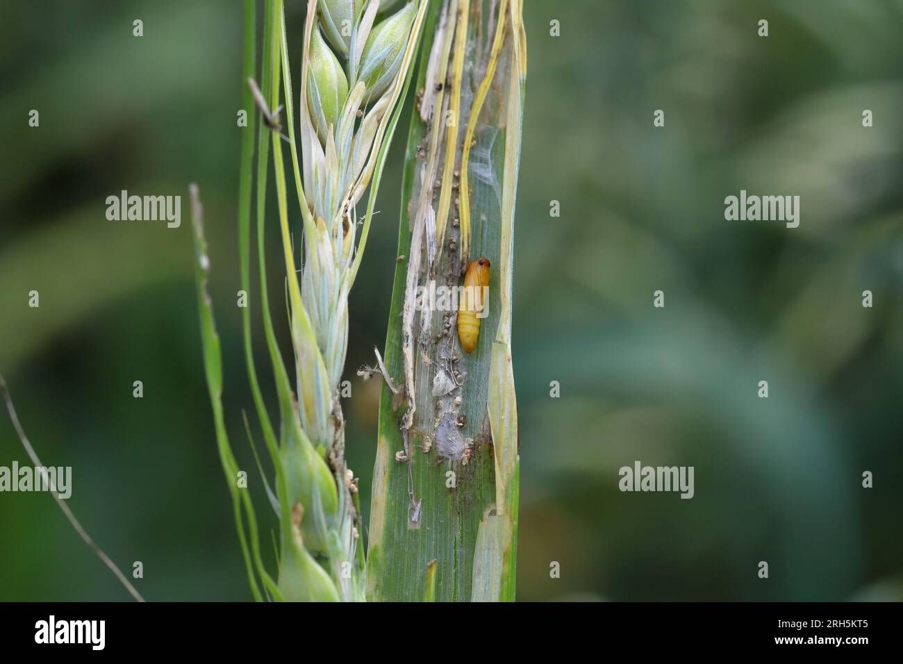 A stem of barley damaged by a caterpillar of meadow shade moth (Cnephasia pasiuana). Its pupa is visible. Stock Photo