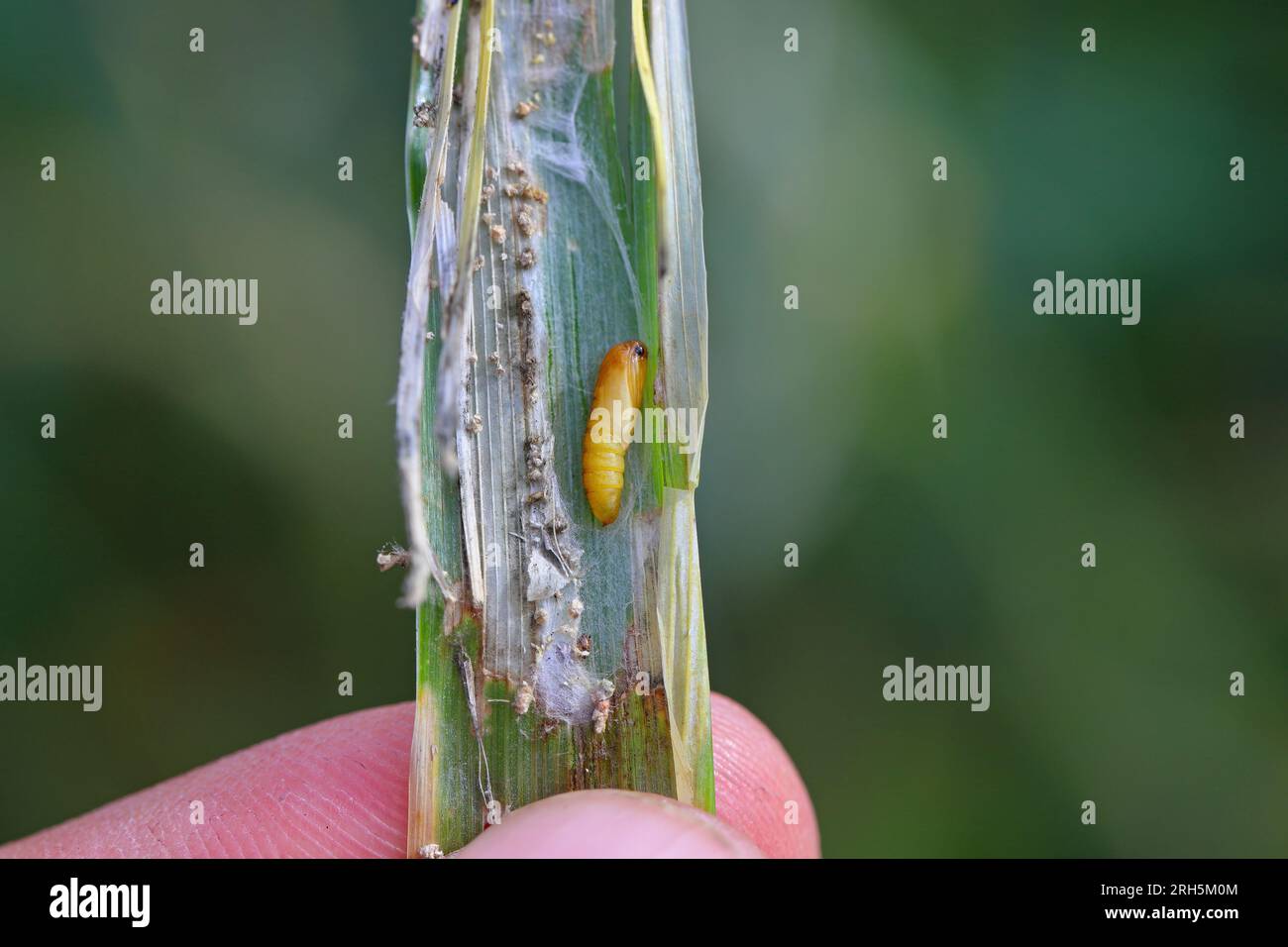 A stem of barley damaged by a caterpillar of meadow shade moth (Cnephasia pasiuana). Its pupa is visible. Stock Photo