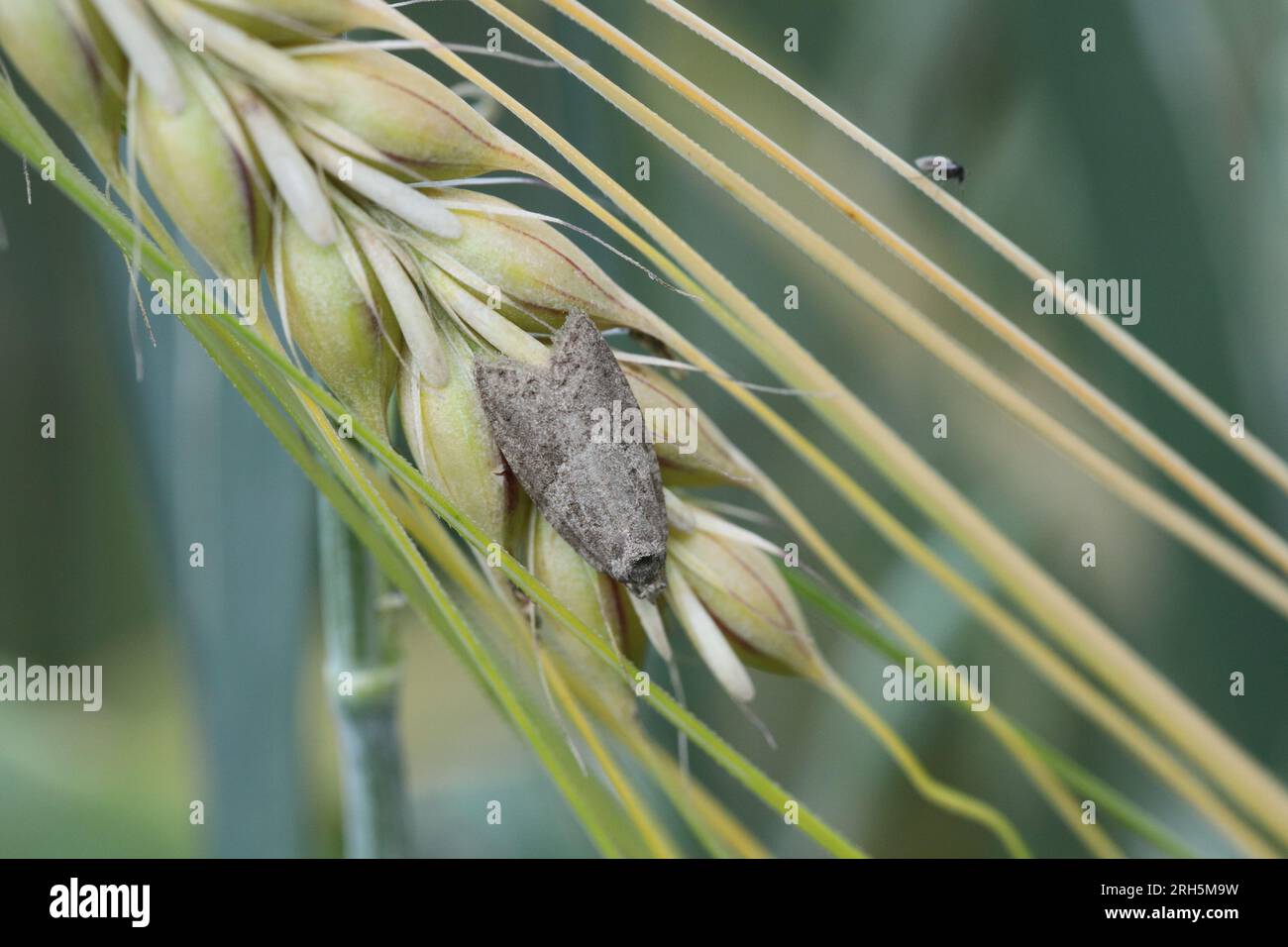 Cnephasia pasiuana pumicana moth in the family Tortricidae. Sitting on an ear of barley. Stock Photo