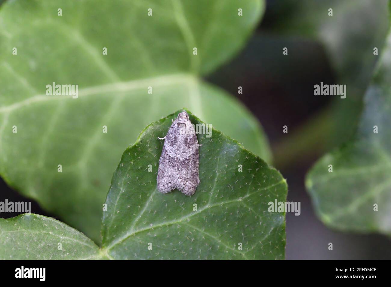 Cnephasia pasiuana pumicana moth in the family Tortricidae. Sitting on a green leaf. Stock Photo