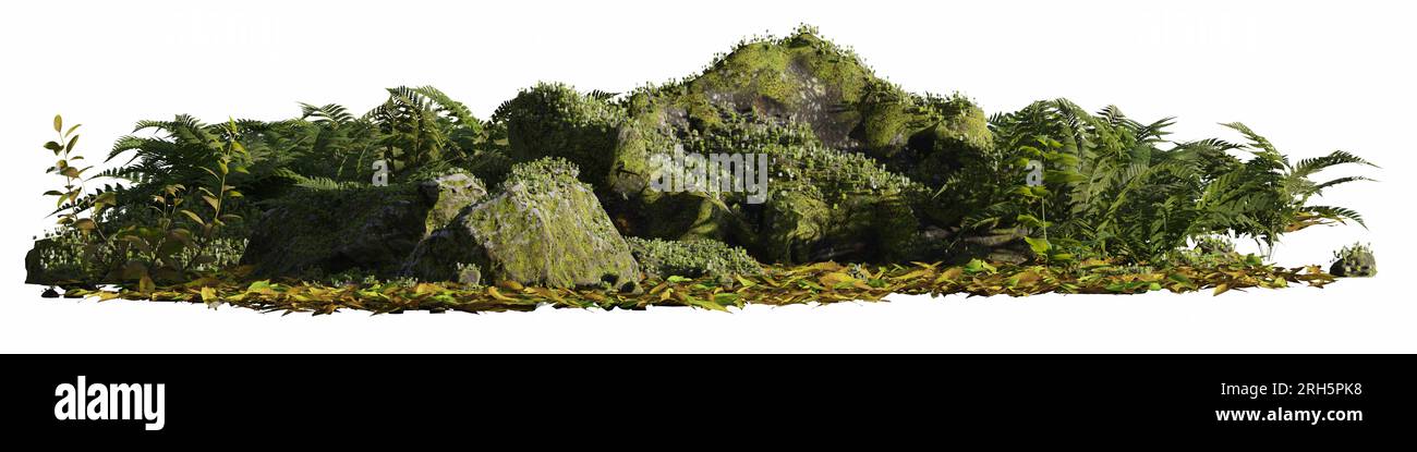 forest floor plants, rocks, fern and moss isolated on white background banner Stock Photo
