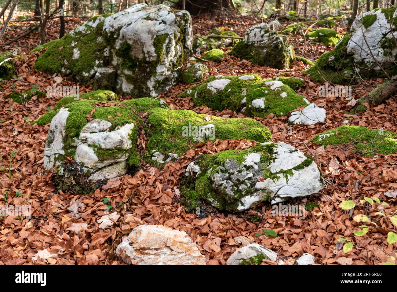 Mossy Stone in Tara National Park Stock Photo