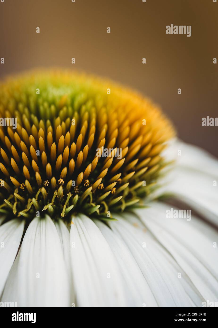 Close up of the yellow center of a white echinacea flower. Stock Photo