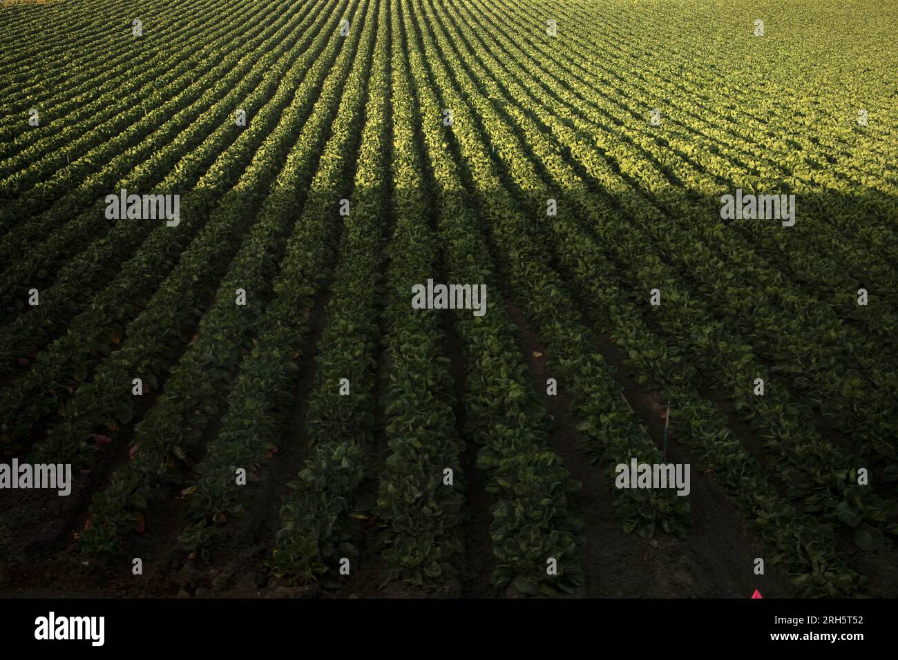 Agricultural produce moving hi-res stock photography and images - Alamy