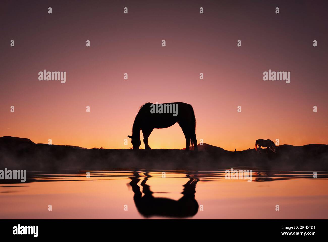 horse silhouette reflected in the water and beautiful sunset background ...