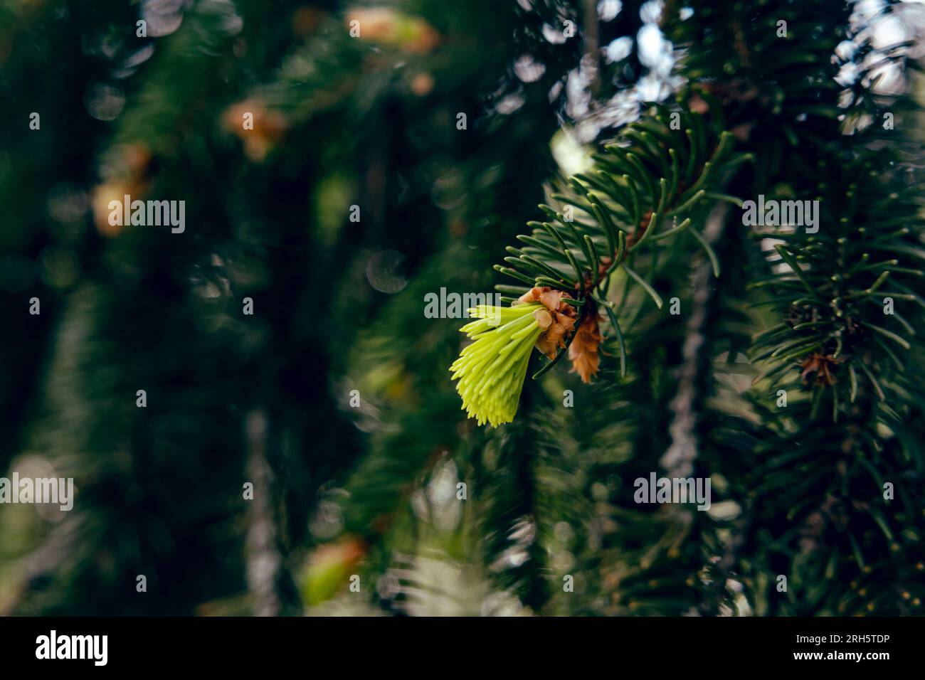 Close up young pine tree hi-res stock photography and images - Alamy