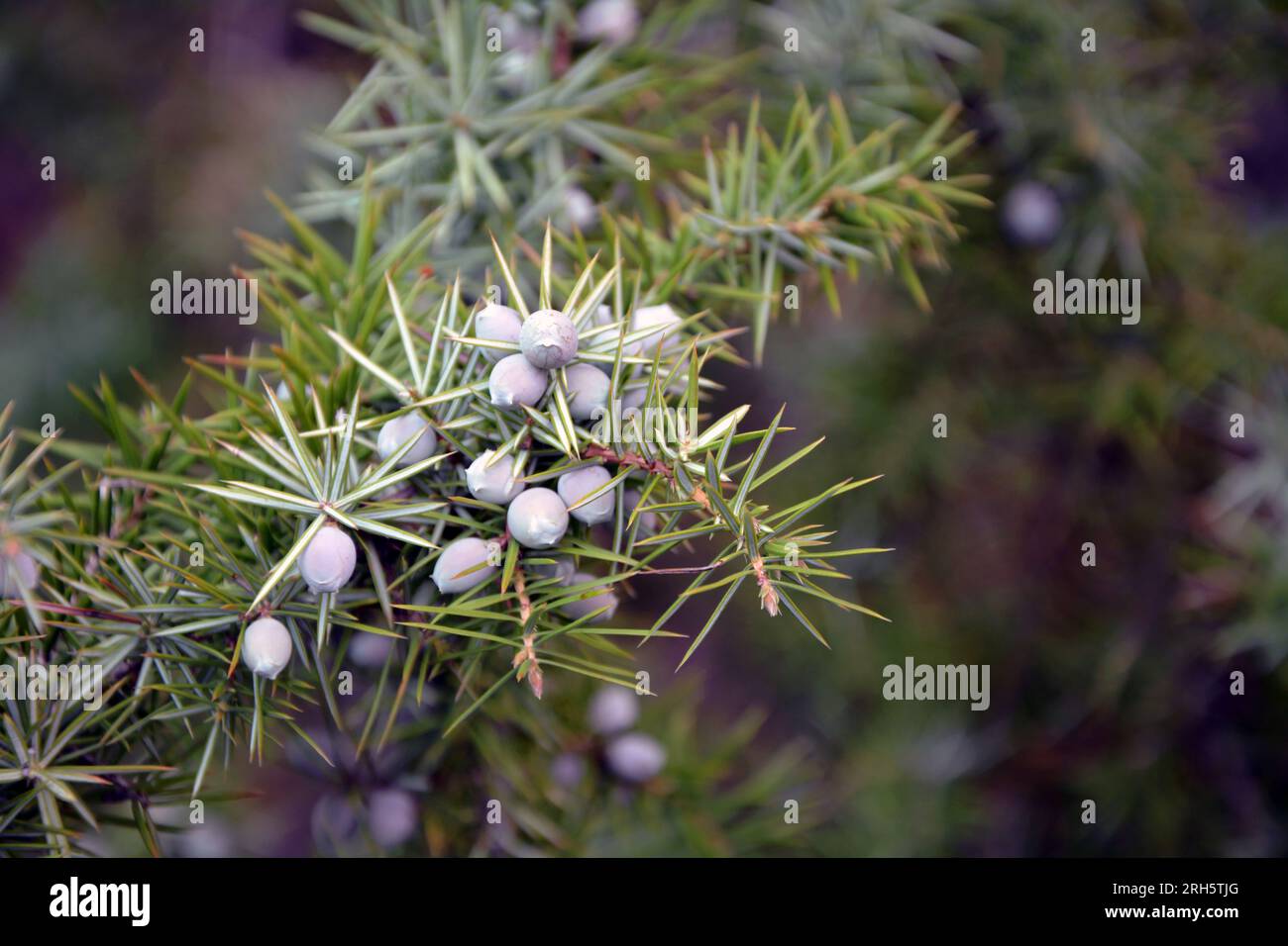 Prickly cedar hi-res stock photography and images - Alamy