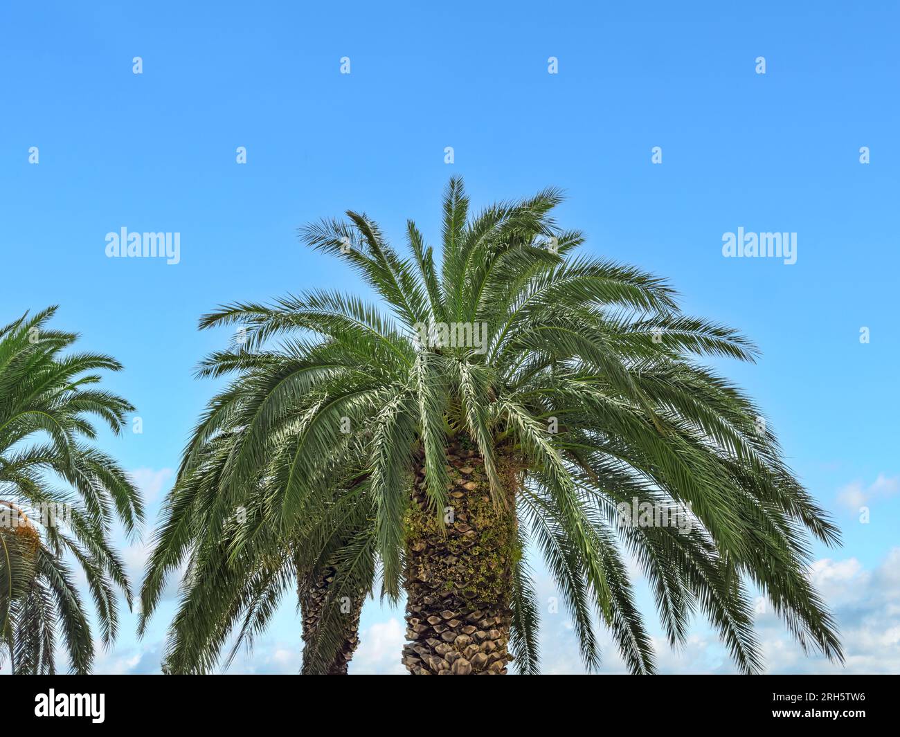 Top Or Tree Top beautiful green tree hi-res stock photography and images - Alamy