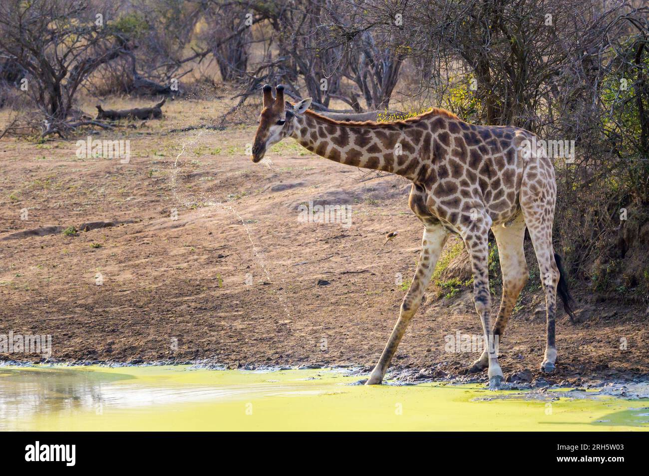 Giraffe (Giraffa camelopardalis) raising head after drinking from a waterhole and spraying water around from mouth, Kruger national park, South Africa Stock Photo