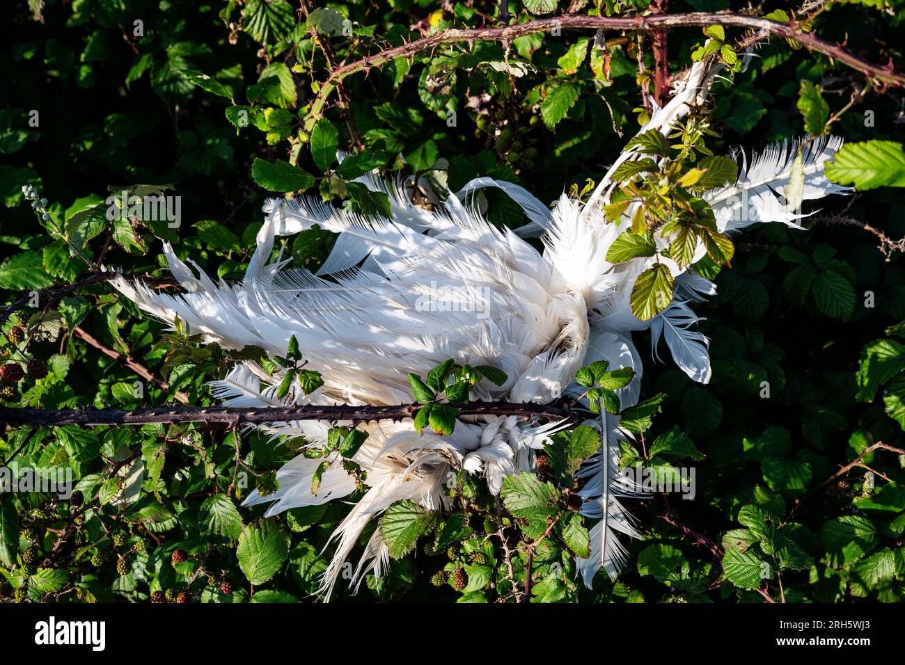 Dead seagull Stock Photo