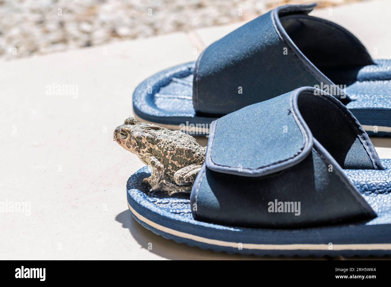 A green toad Bufotes Viridis is about to leap from a swimming pool slipper Stock Photo