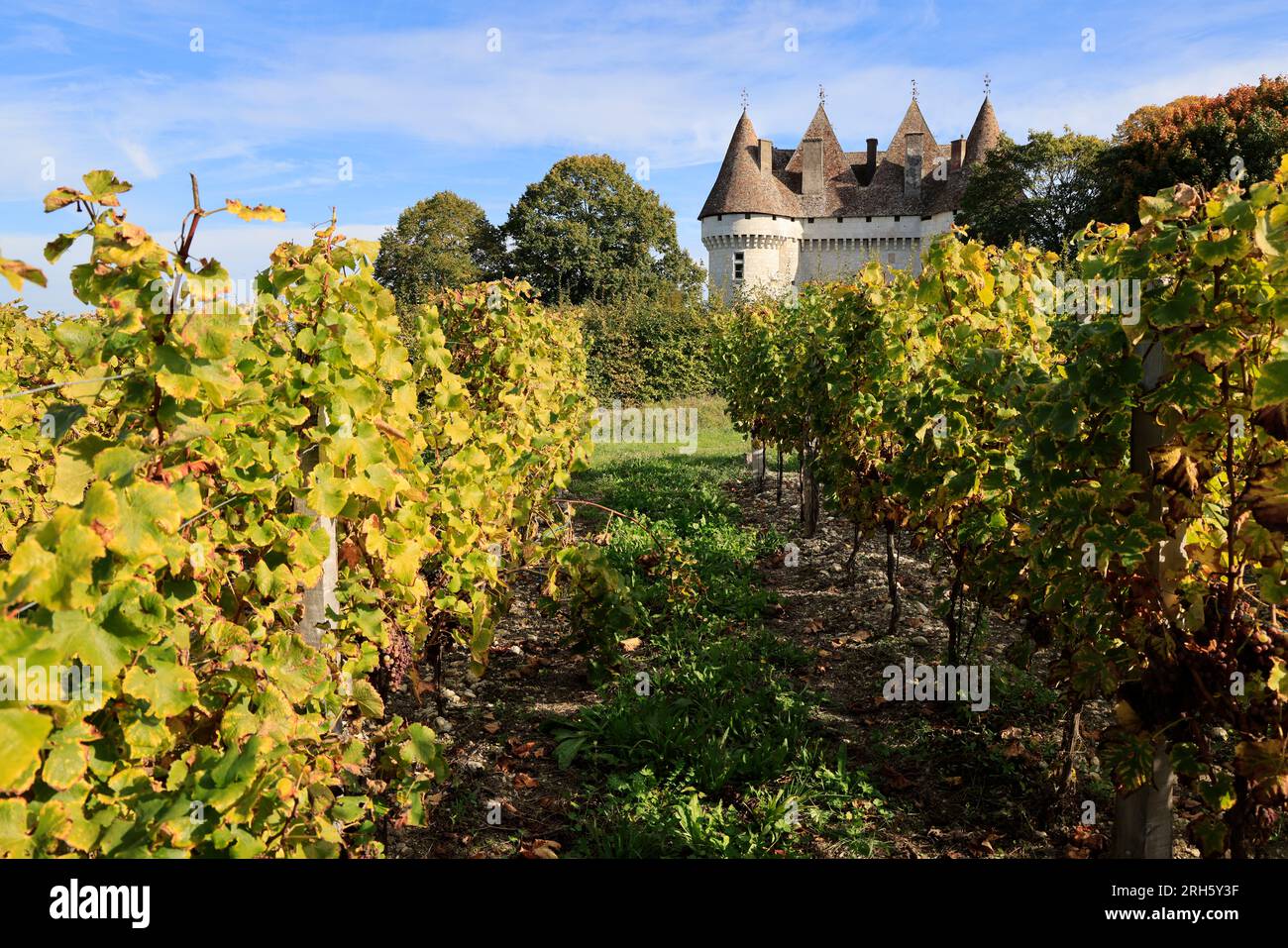 Vigne et vignoble des vins de Bergerac. Château, vigne et vignoble de Monbazillac. Production de vin blanc liquoreux. Monbazillac, Périgord, Dordogne, Stock Photo