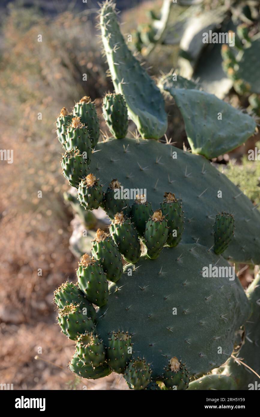 A Cactus with prickly pear fruits on it. Stock Photo