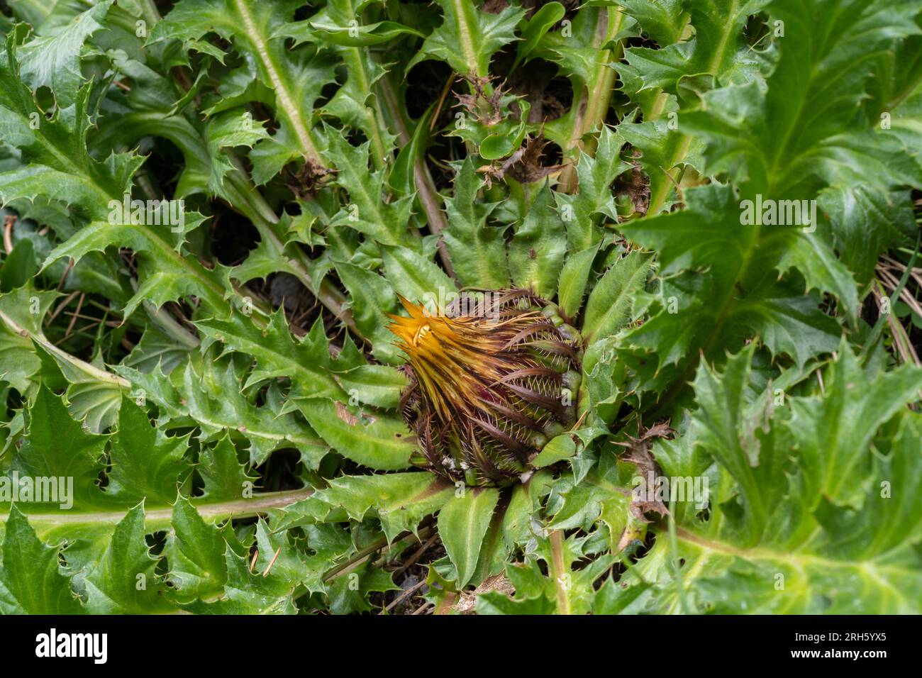 Closeup view of wild carline thistle or carlina acanthifolia flower bud and leaves in Pyrenees mountains, France Stock Photo