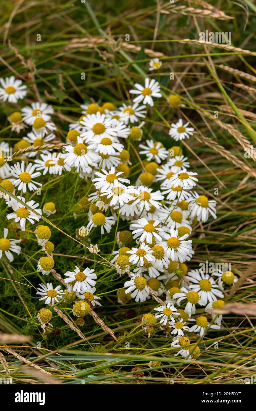 Flowers on grass verges hi-res stock photography and images - Alamy