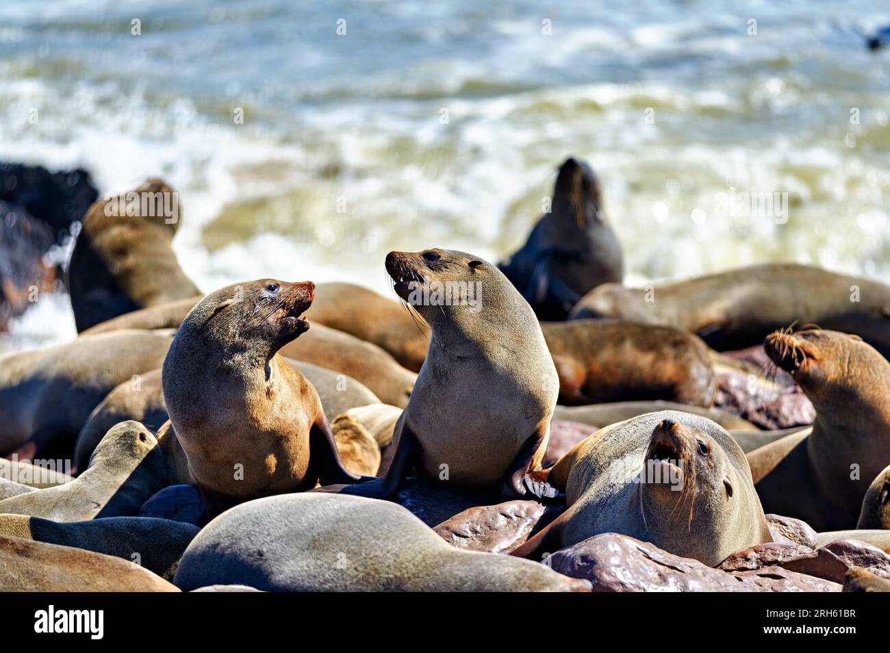 Namibia. Skeleton Coast. Cape fur seal colony at Cape Cross Stock Photo