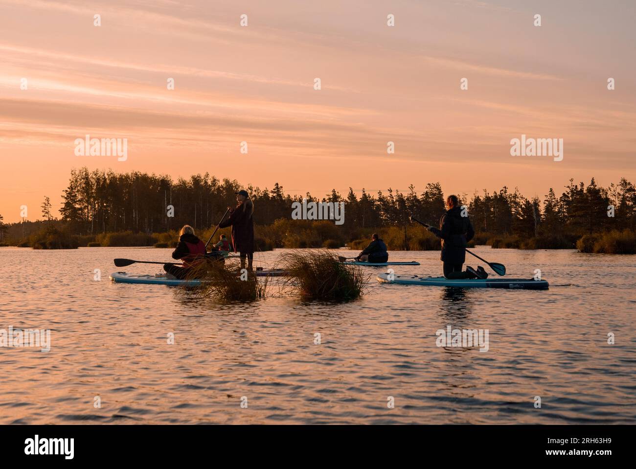 Stand up paddle boarding or standup paddleboarding on quiet lake at sunrise Stock Photo