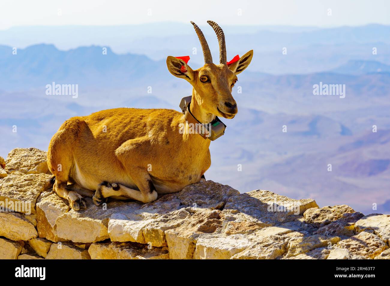 View of female Nubian Ibex with scientific tracking tag, on the edge of ...