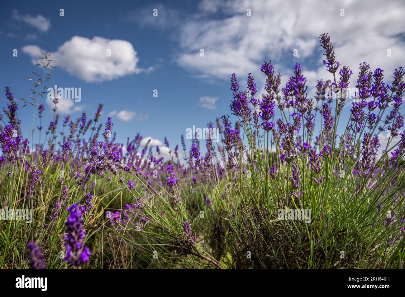 Lavender plants in a field. Purple flowers with blue sky and white ...