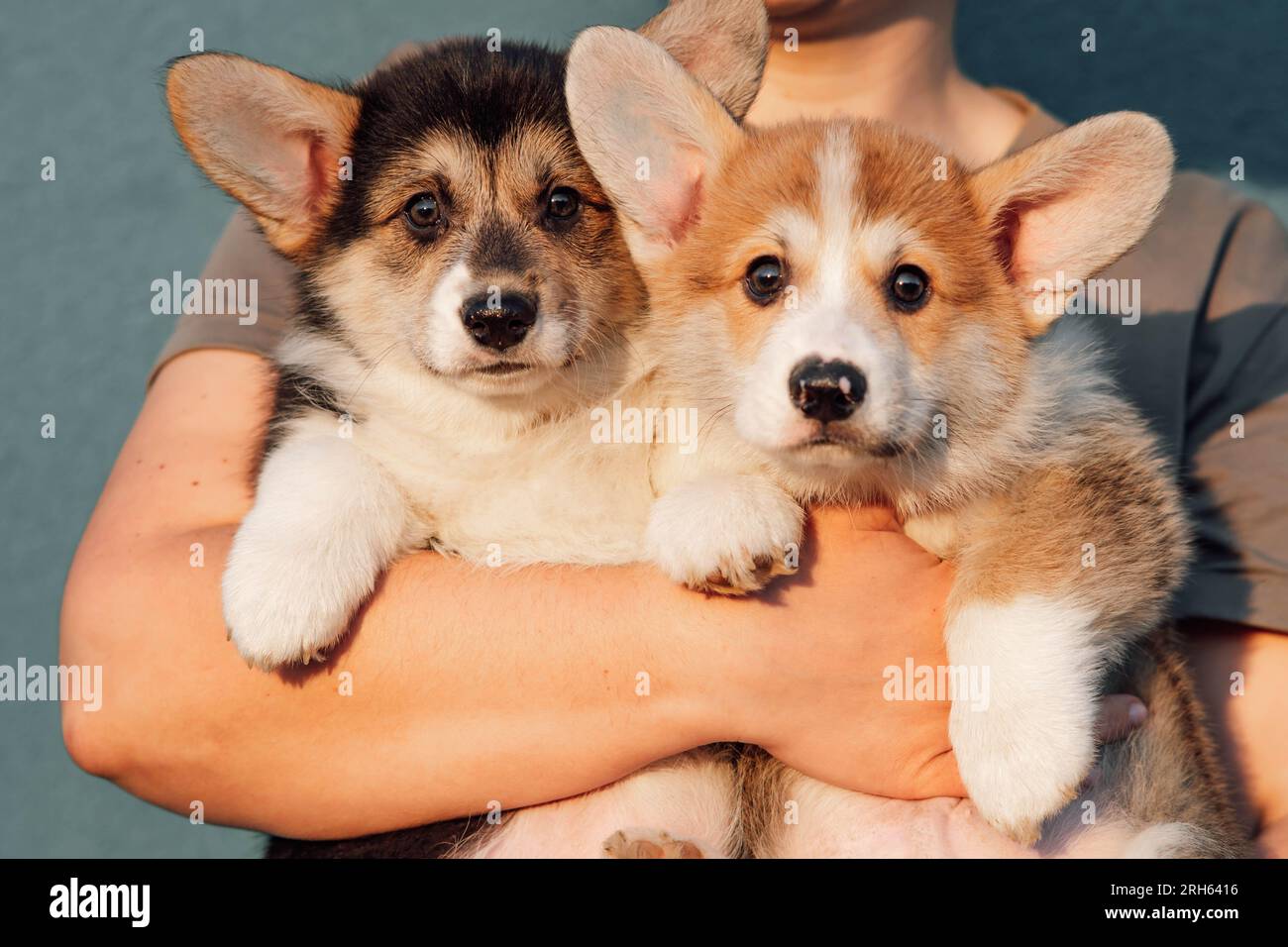 Two wonderful baby Pembroke Welsh Corgis with big ears in arms of