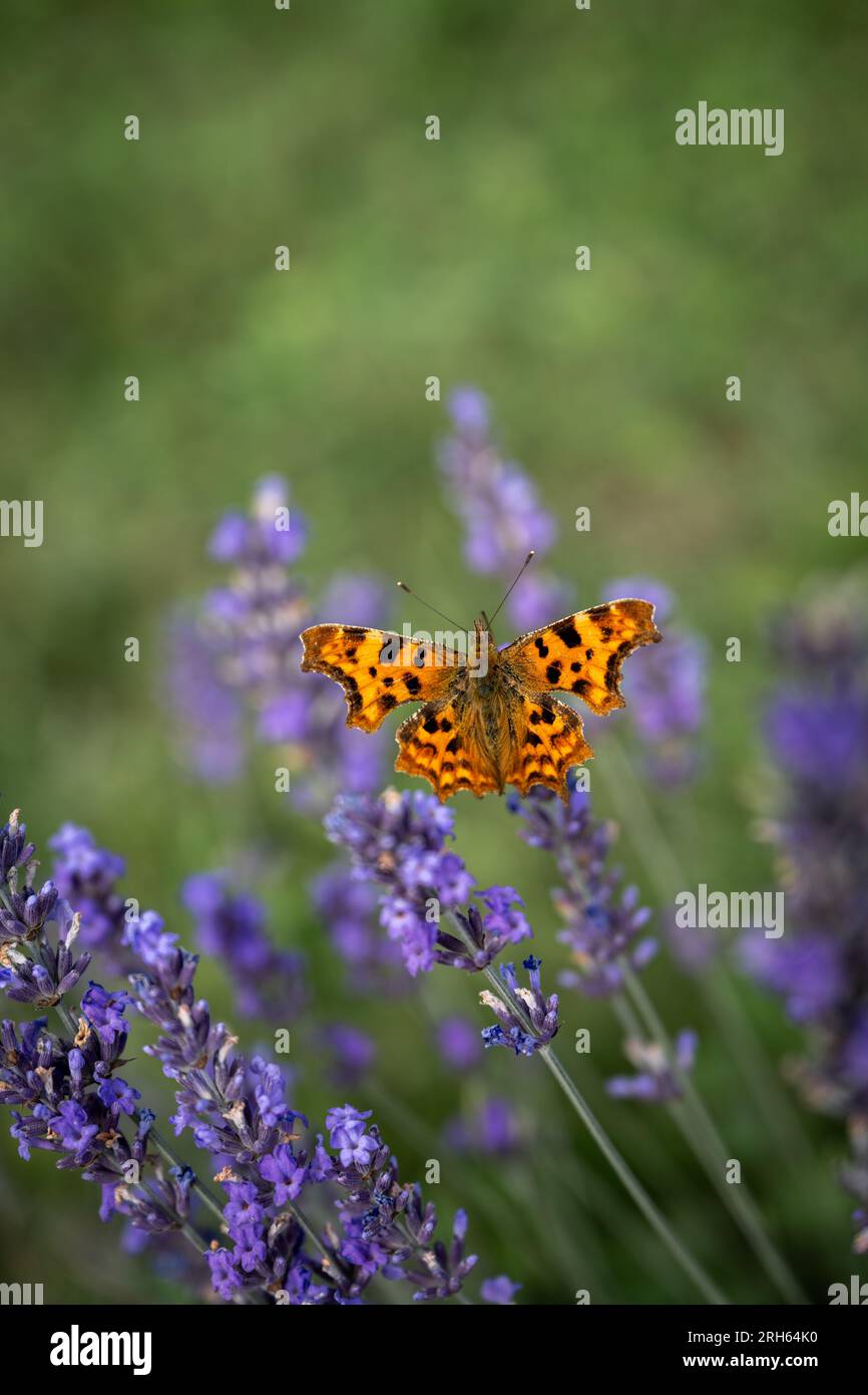 Close up of an orange butterfly on a lavender plant in a field. Purple flowers with an insect. Portrait orientation with no sky. Stock Photo