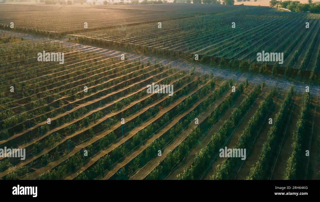 Rows of young fruit trees under a shade net. Lighting at sunset. Agribusiness Stock Photo