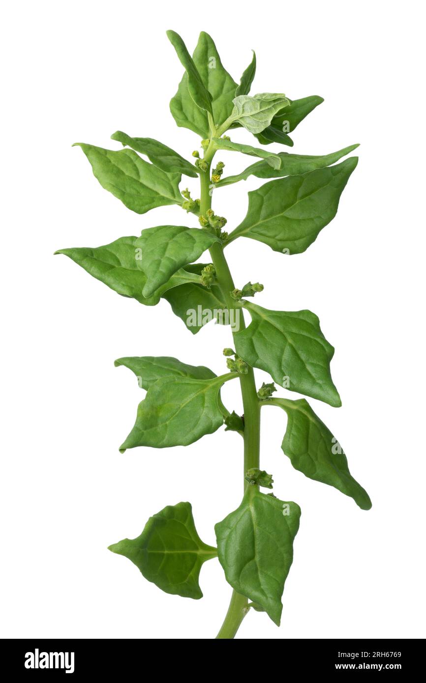 Twig of fresh raw New Zealand spinach isolated on white background close up Stock Photo