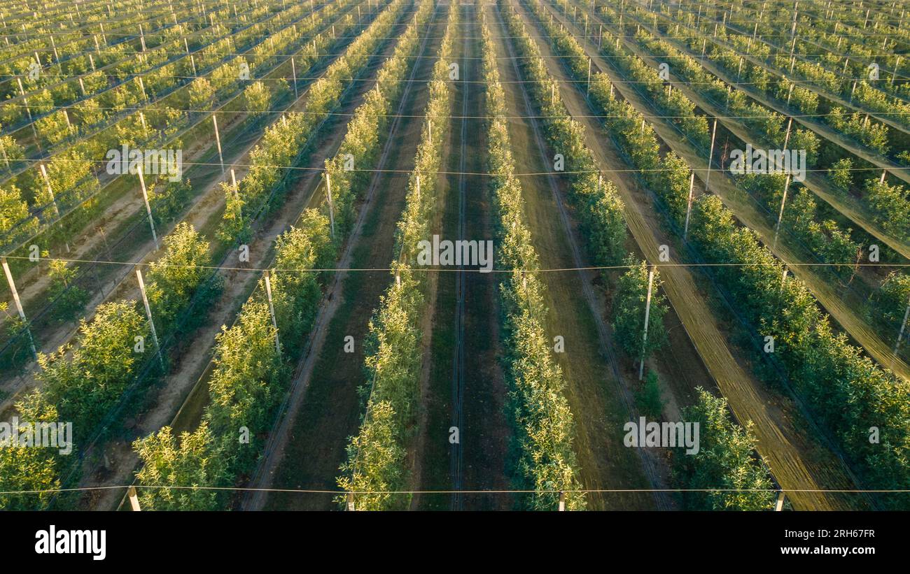 Fruit trees with shade netting to protect from the sun. Agricultural