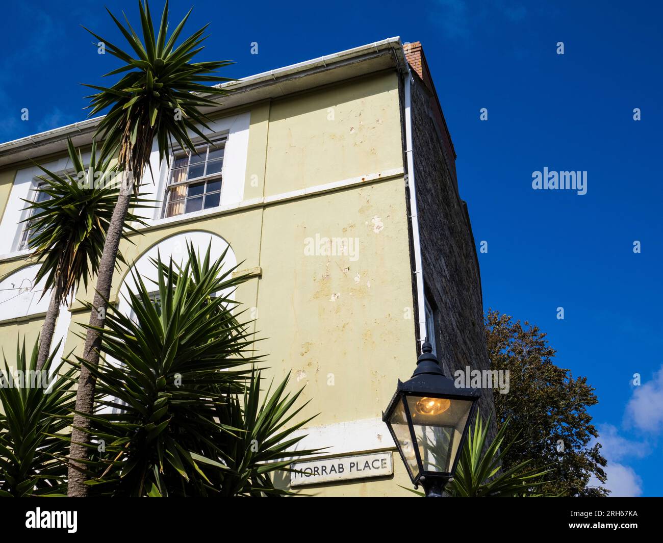 Palm Trees growing in Morrab Place, Cornwall, England, UK, GB Stock Photo Alamy